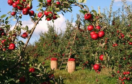Le aziende agricole denunciano il bilancio in rosso 