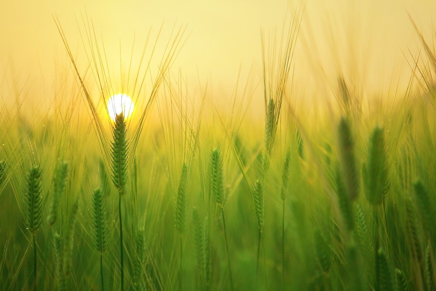 campo di grano.jpg