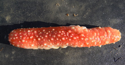 Operazione Kalimera, contestato il reato di disastro ambientale