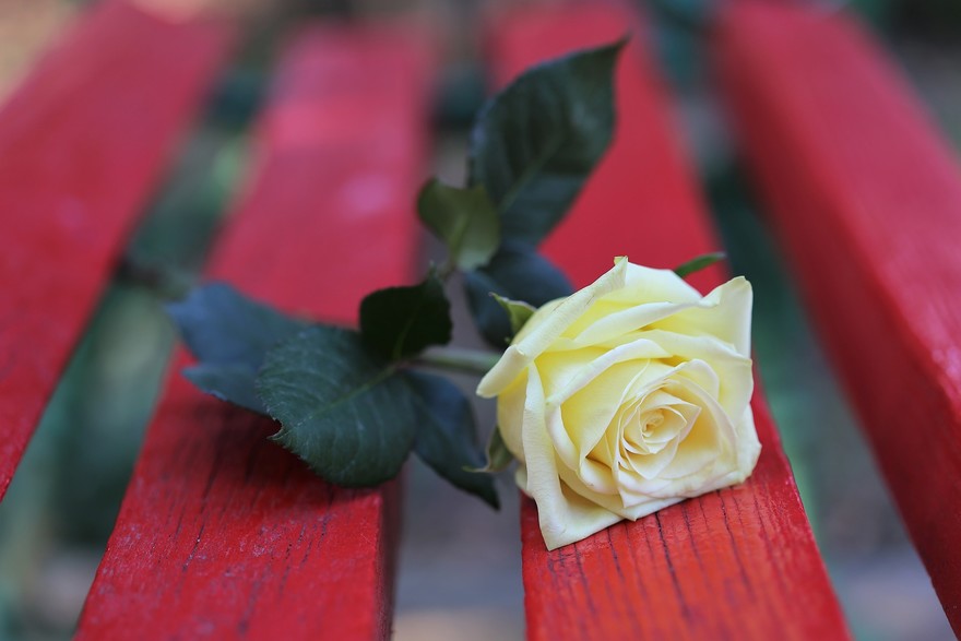 yellow-rose-on-red-bench-3624543_1920.jpg