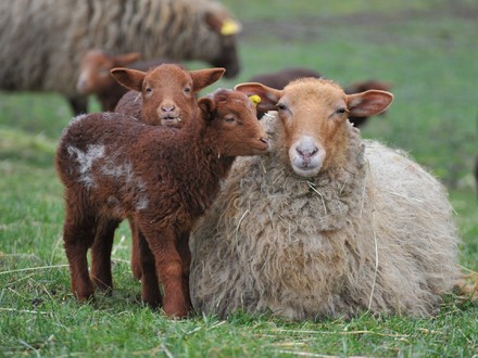 La carne d'agnello sulla tavola salverà i pastori