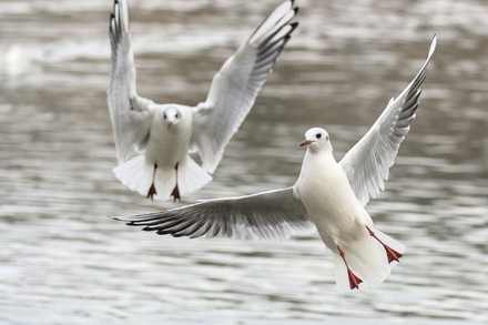 San Jordi e la sete di conoscenza madre di libert&agrave;