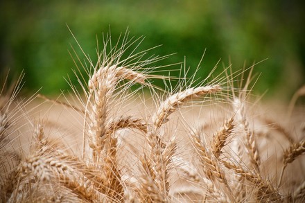 Con saccheggi russi in 3 mesi +36% prezzi del grano