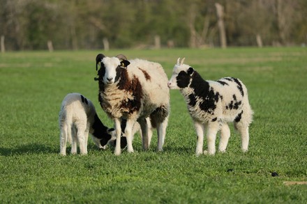 Boom del biologico: abbatte i consumi