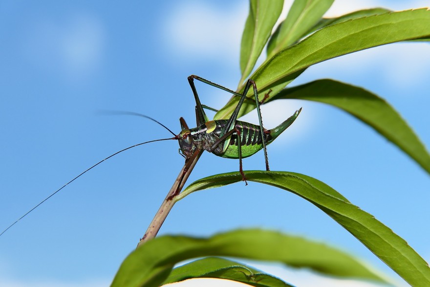 wart-biter-bush-cricket-6661900_1920.jpg