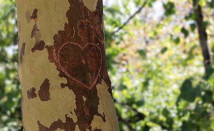 Altro che albero: ti incido il mio amore sul muro del Colosseo