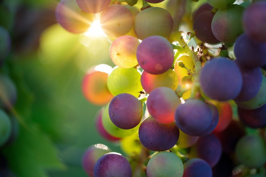 grapes-g6e70af992_1280.jpg