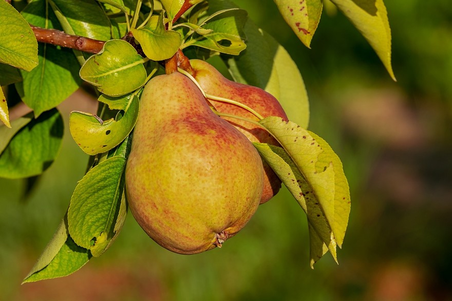 pear-g94b1e71d0_1280.jpg