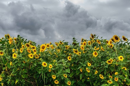 Il maltempo ha fatto danni all'agricoltura per oltre 6 miliardi