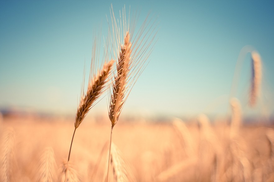 wheat-865152_1280.jpg