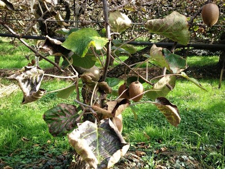 Moria del kiwi, da Sermoneta parte lo stato di calamit&agrave;