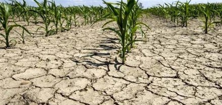 Siccità: l'allarme è anche per gli animali 