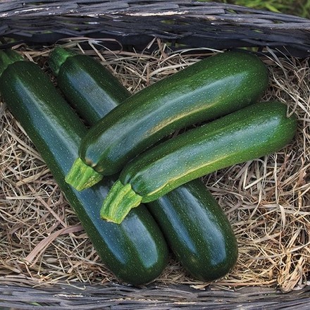 Tutti alla corte di sua maestà lo zucchino