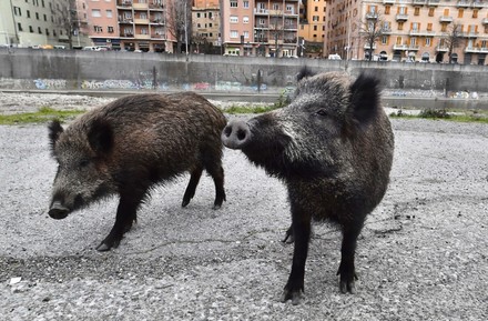 Coldiretti manifesta a Milano per emergenza cinghiali