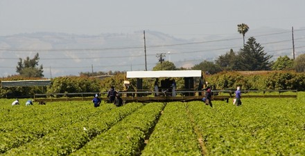Pugno di ferro del Governo contro il Caporalato