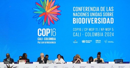 Cop 16 sulle Biodiversità in Colombia: nulla di fatto