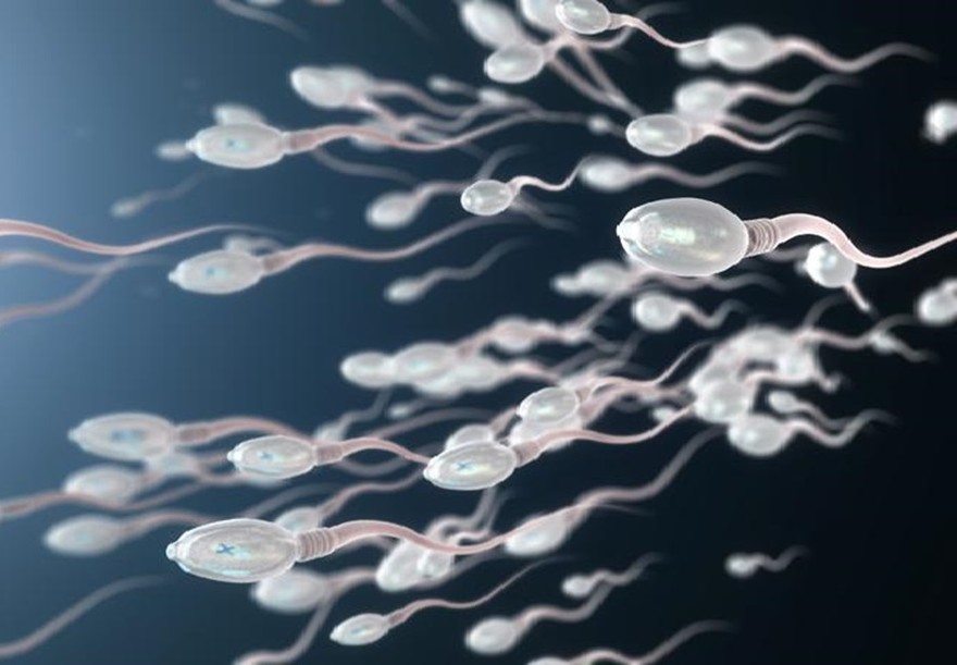 spermatozoi.jpeg
