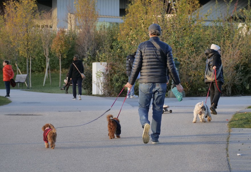 passeggio bel tempo cani parco