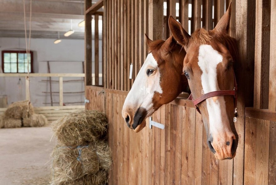 stalla con cavalli.jpeg