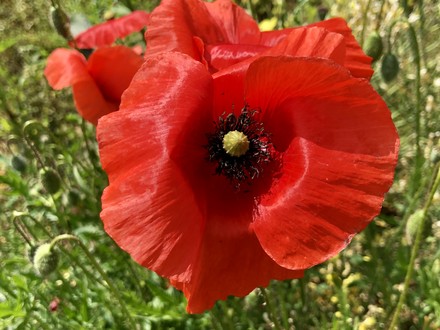 Il 25 Aprile è e sarà sempre Festa della Liberazione