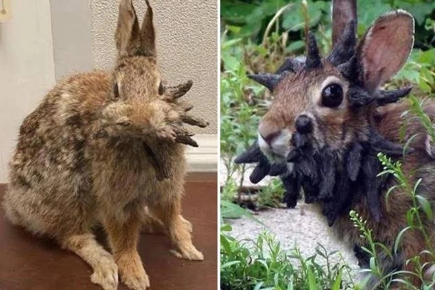 conigli frankenstein.jpg